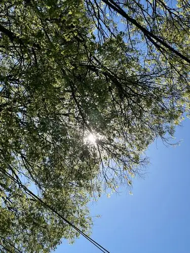 Sunlight streams through fresh green leaves on a brilliant blue day.